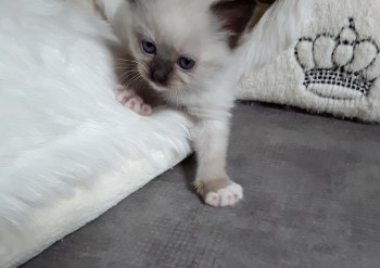 Miss VIOLETTE seal mitted  - Chatterie Ragdolls du Val de Beauvoir